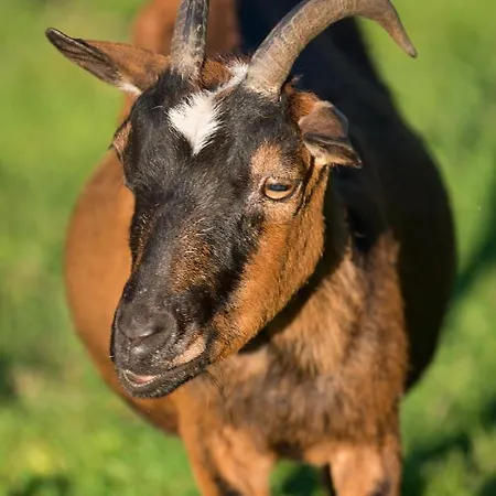 Vakantiehuis L'atelier Du Moulin D'en Bas