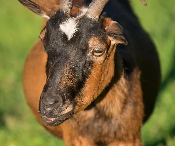Hébergement de vacances L'atelier Du Moulin D'en Bas